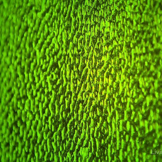 Glass Plate Green Amber Ripple