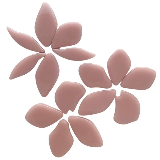 Gefallene Blütenblätter Rosenblüte